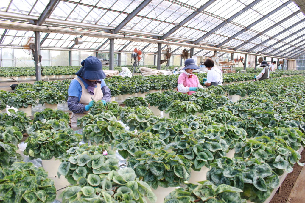 横浜市港北区の花園です